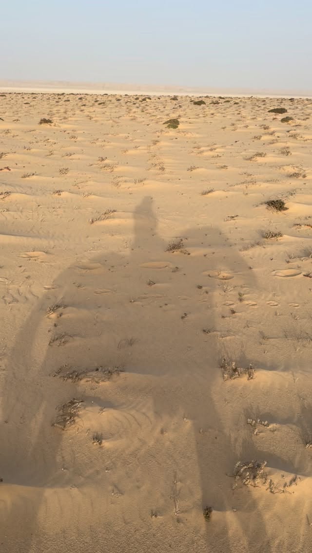 Mission camel : find the ones that we let roam freely in the desert during the day. Let’s follow the tracks!

#dakhla #c